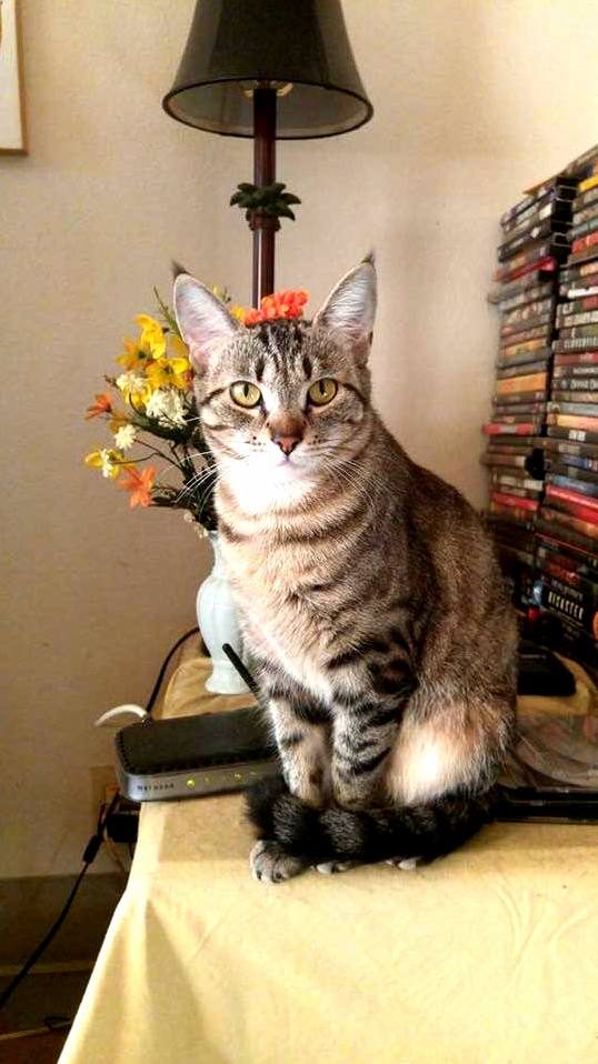 My Lovely Lady Juniper Berry.