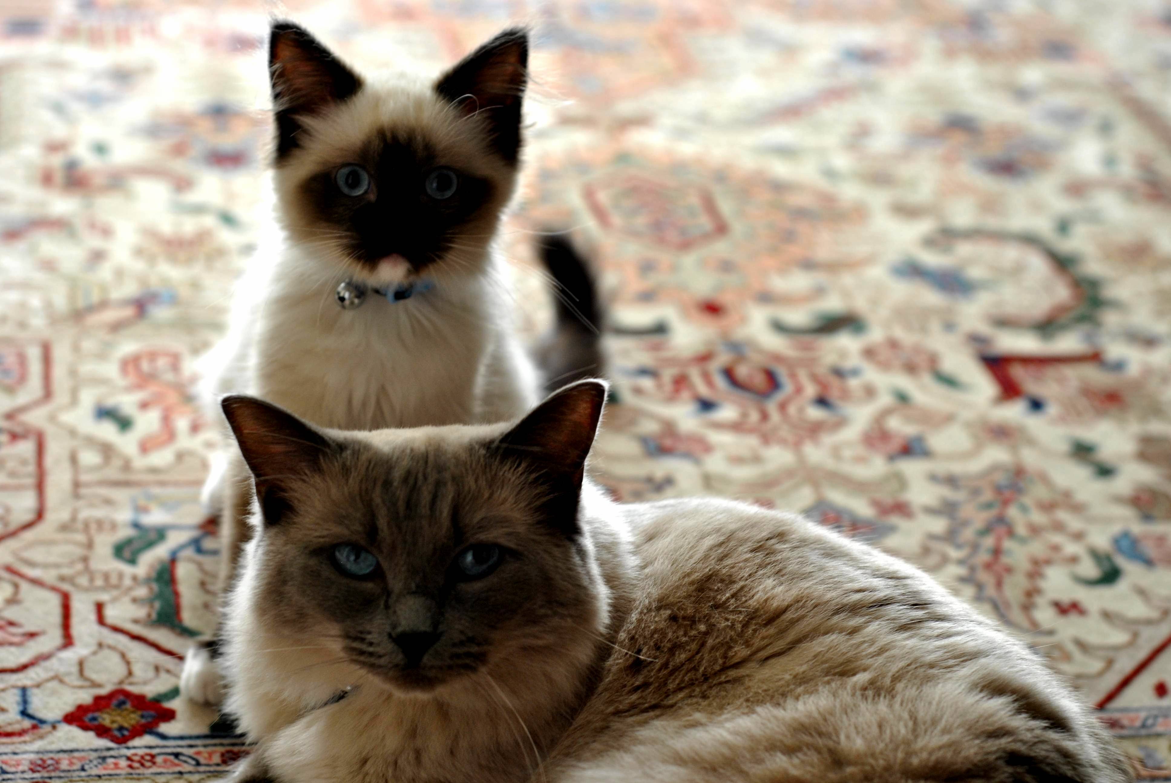 My Terrible Twosome