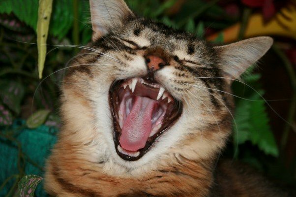 A Big Rawr on My Big Maine Coon