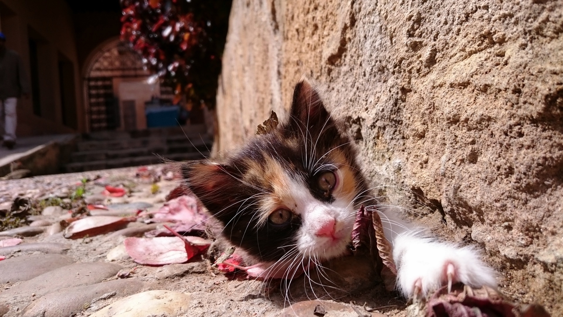 A Kitten I Saw in a Botanical Garden in Morocco