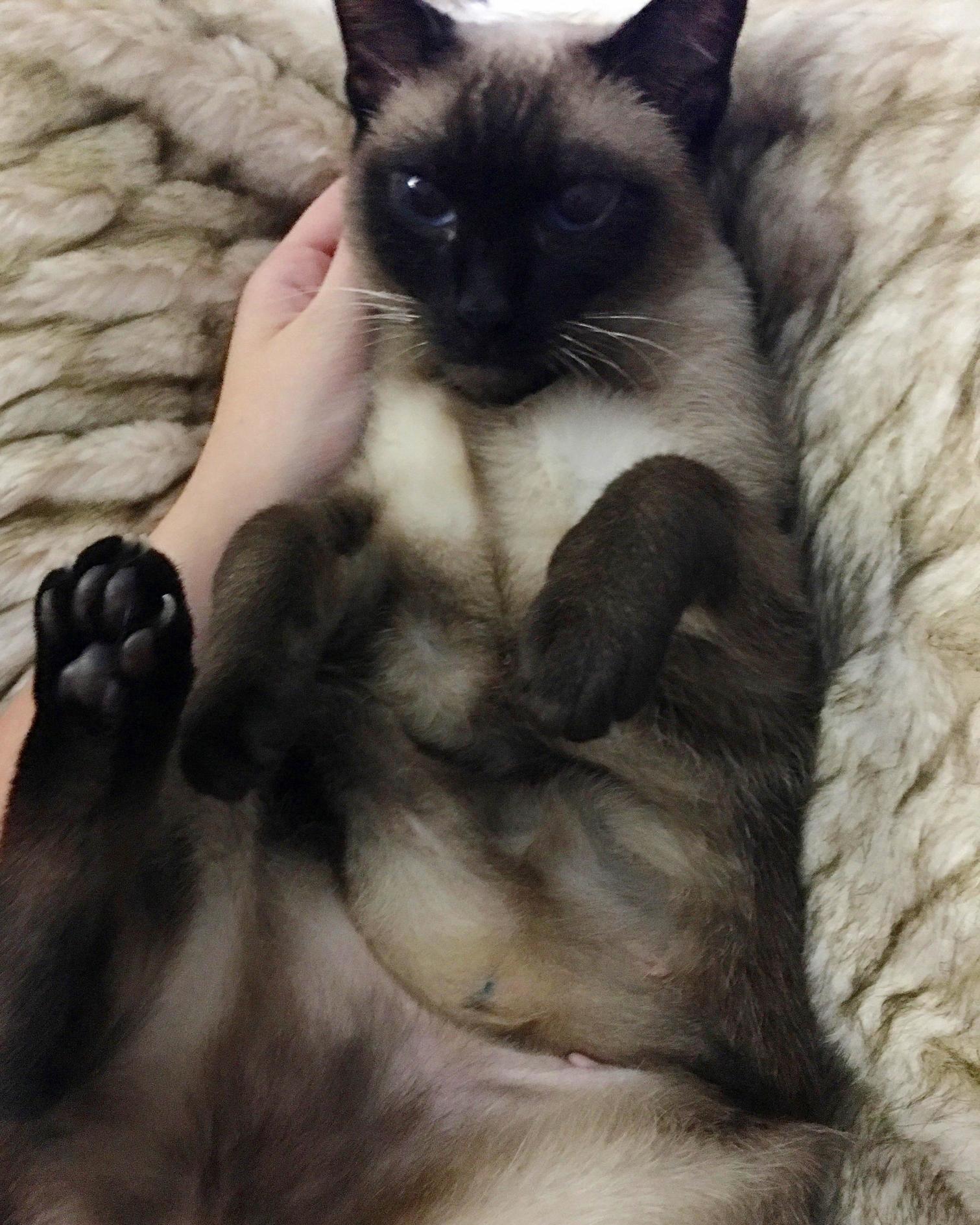 A Little Over a Month Ago I Adopted a Skittish Retired Breeder Kitty. Now I Cant Get Her Out of My Lap