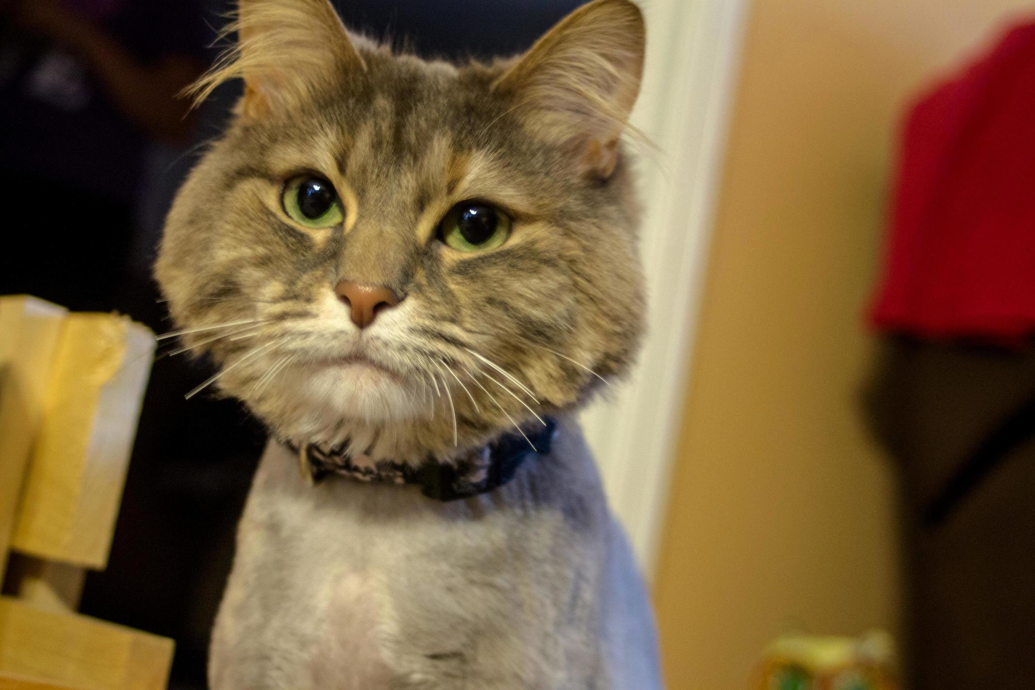 A Picture of My Cat I Took with My New Dslr