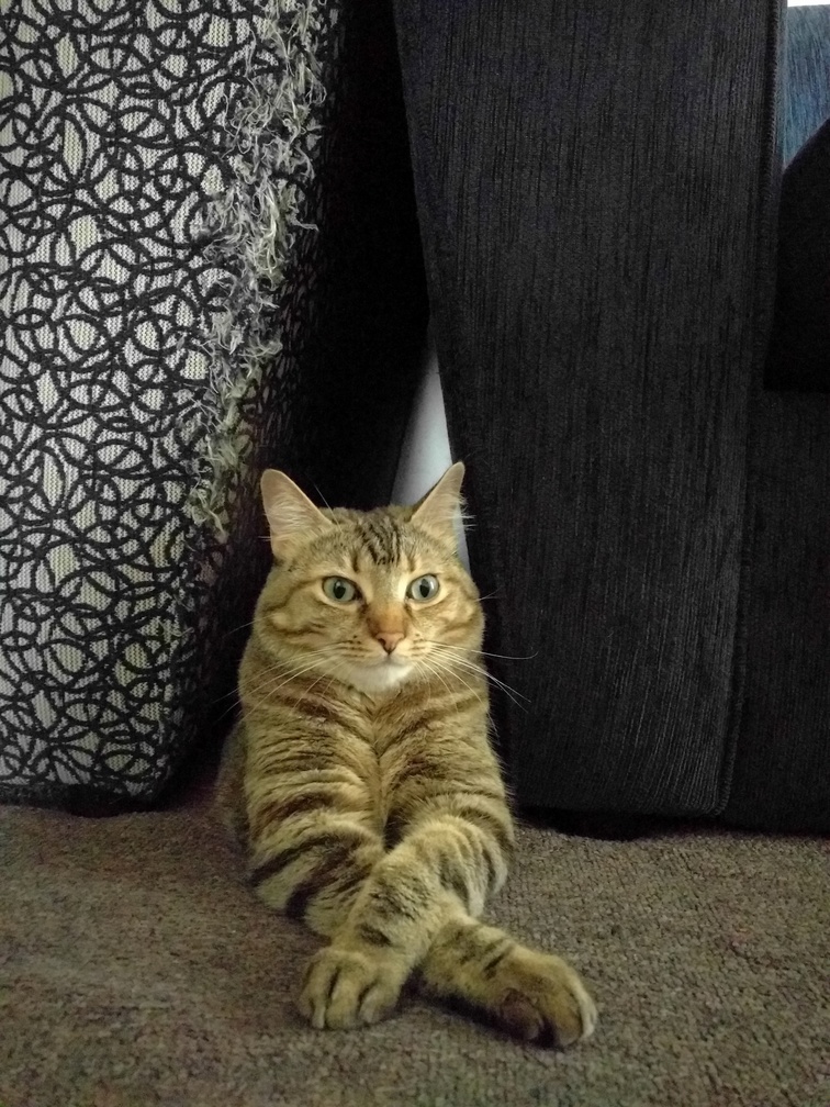 A Rare Moment of Behaviour Between Destroying Couches