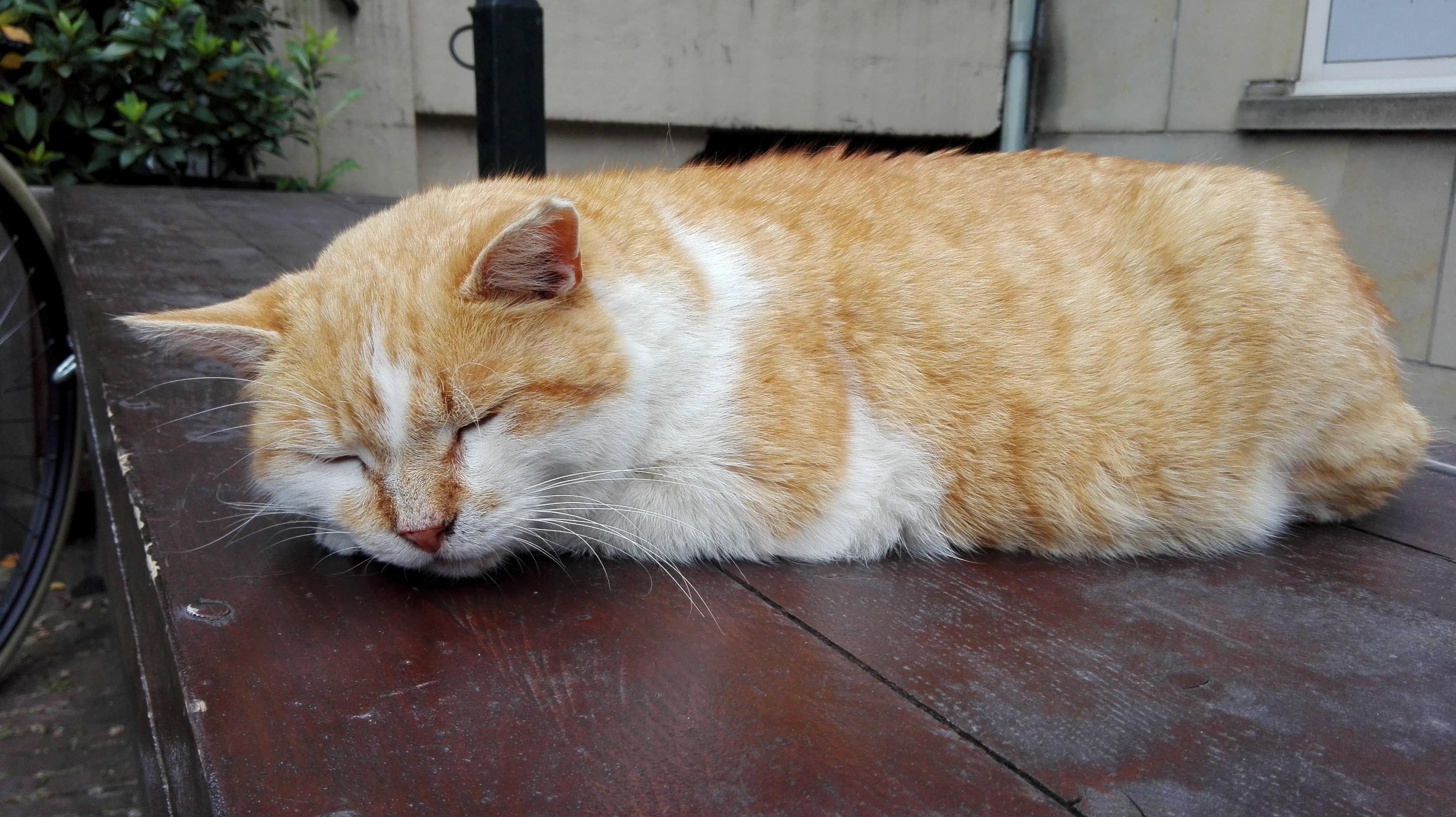 A Sleepy Ginger