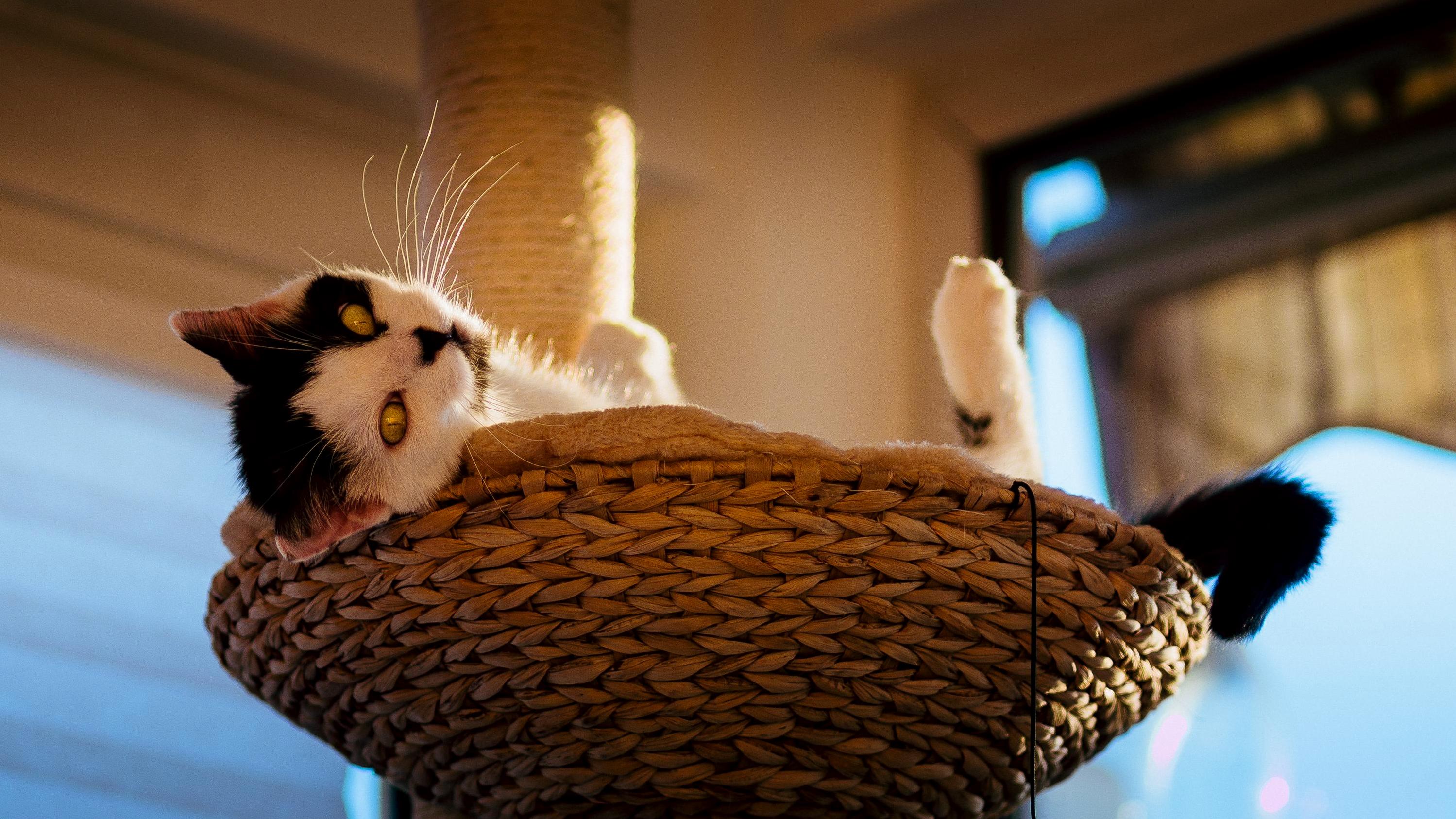 A Sunny and Lazy Sunday for Our Cat