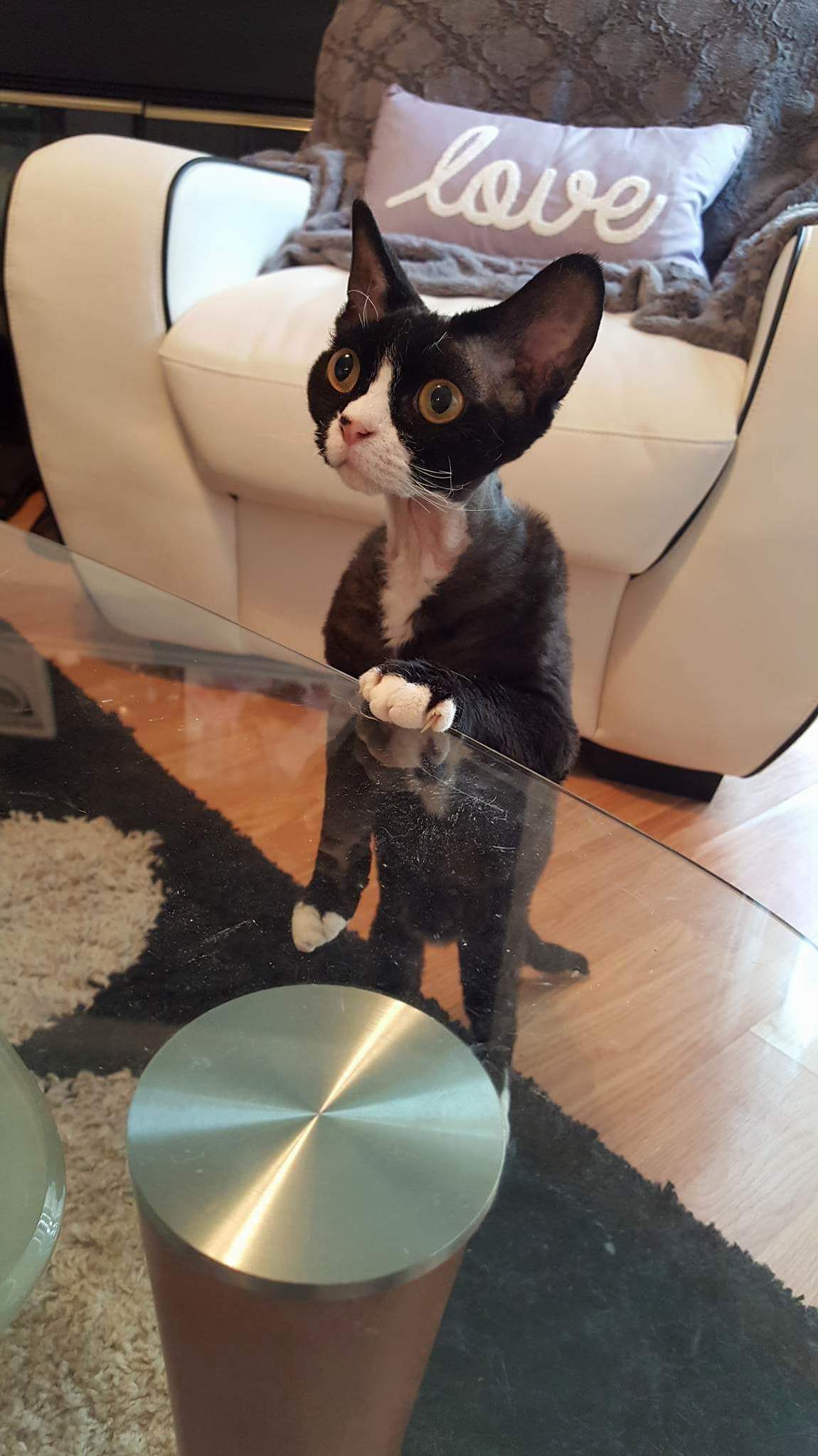 Abaddon the Goblin Kitty