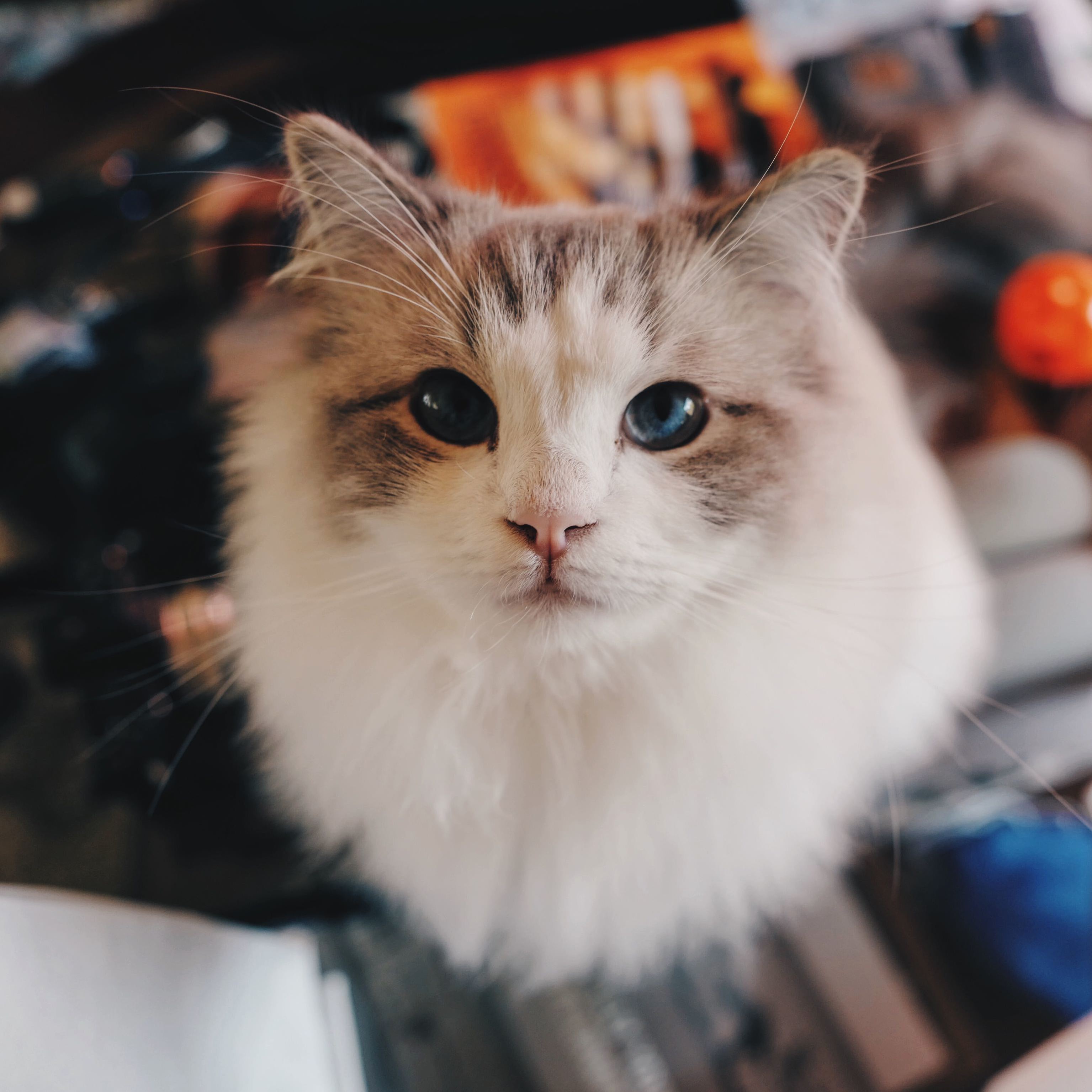 Abraham Sitting Right on Top of All of the Things Im Trying to Sort.