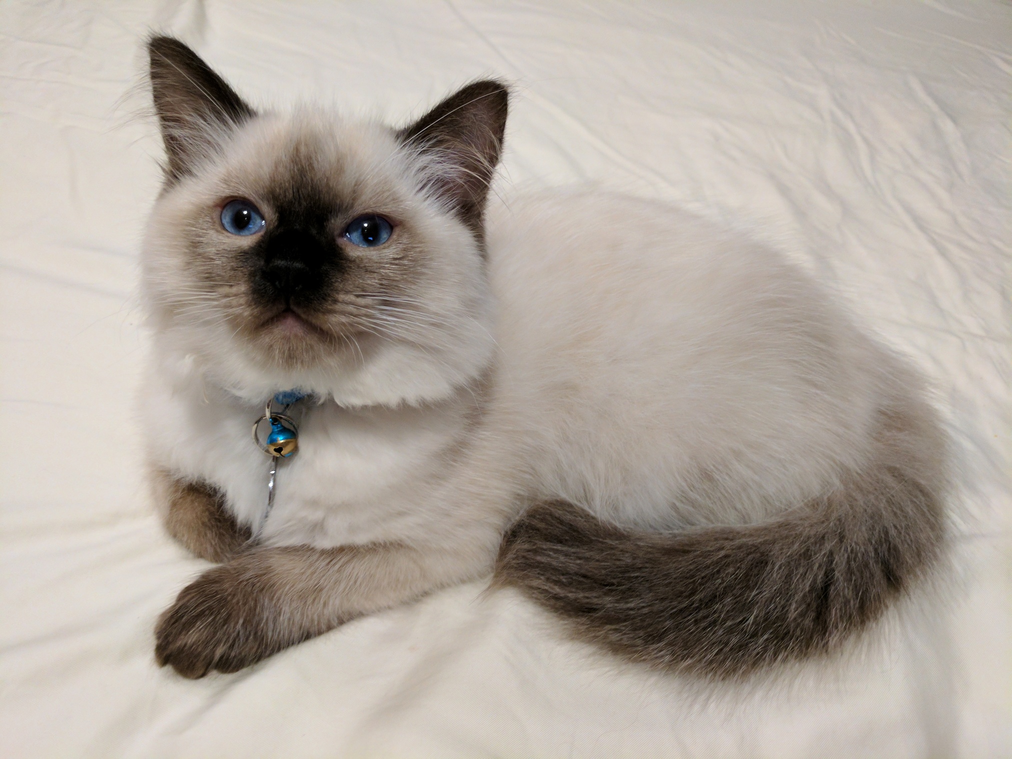 Adopted This Handsome Guy