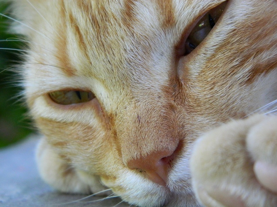 Adorable Cat