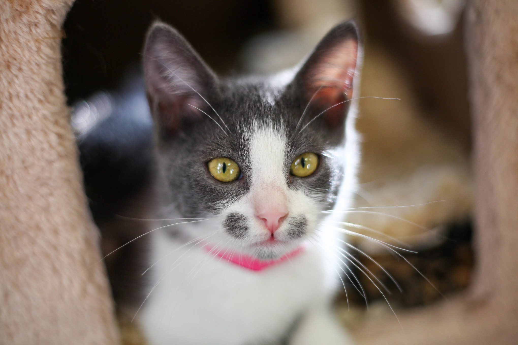 Adorable Shelter Kitten with Unique Face Markings.