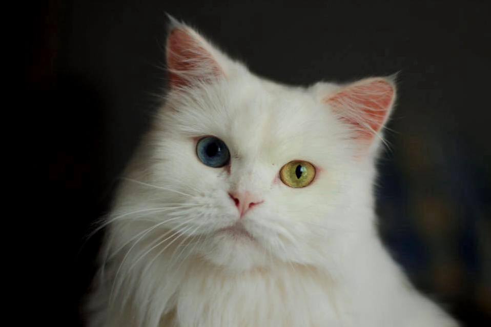 Advice for a Temperamental Deaf Kitty