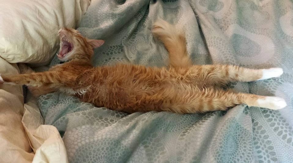 Air Conditioner Went Out. Cj Butterscotch the First Was Not Happy.
