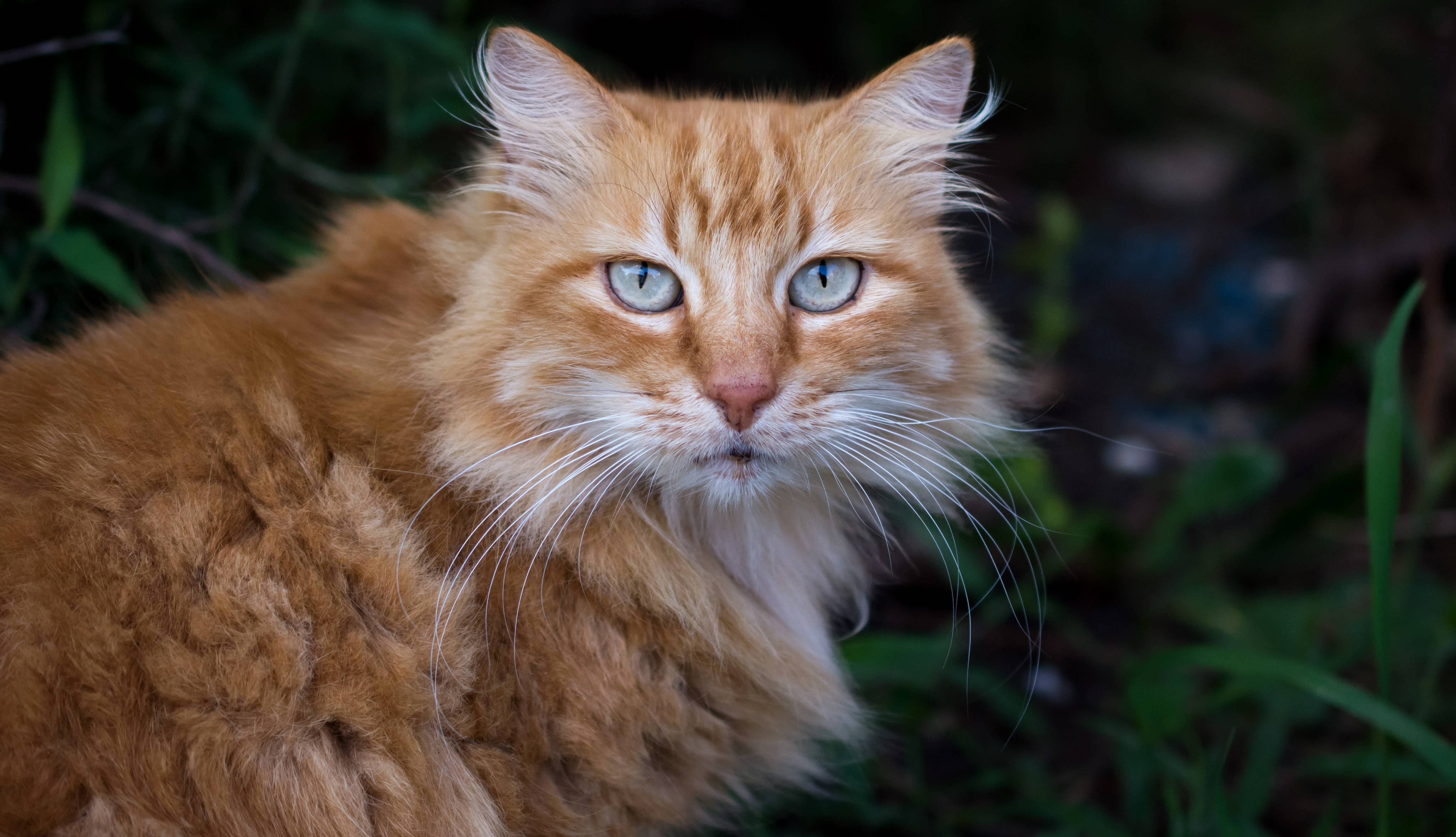 All Aboard the New Camera Kitty Pic Train.