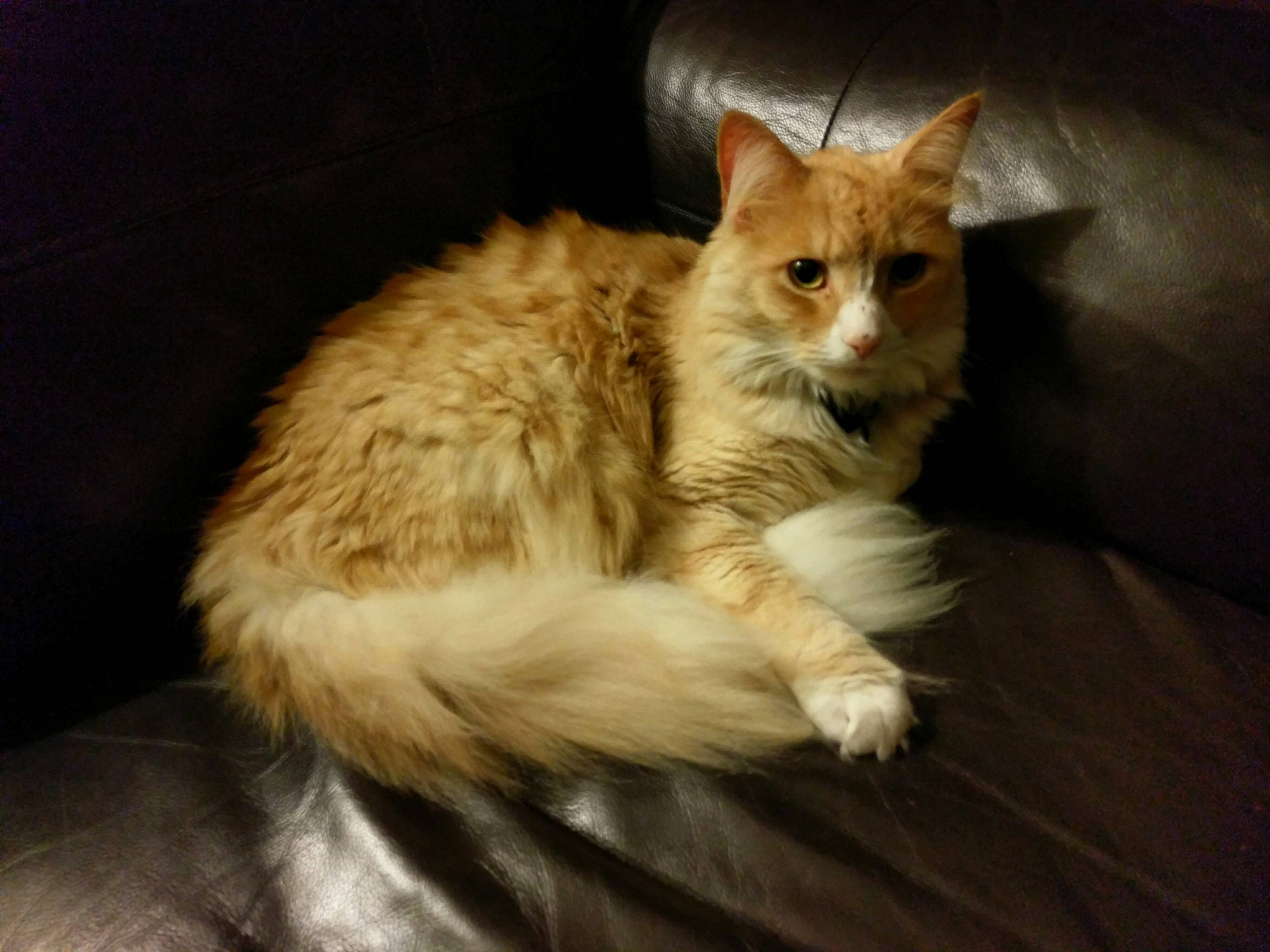 All He Needs Is a Cigar. Ziggy Leatherbound.