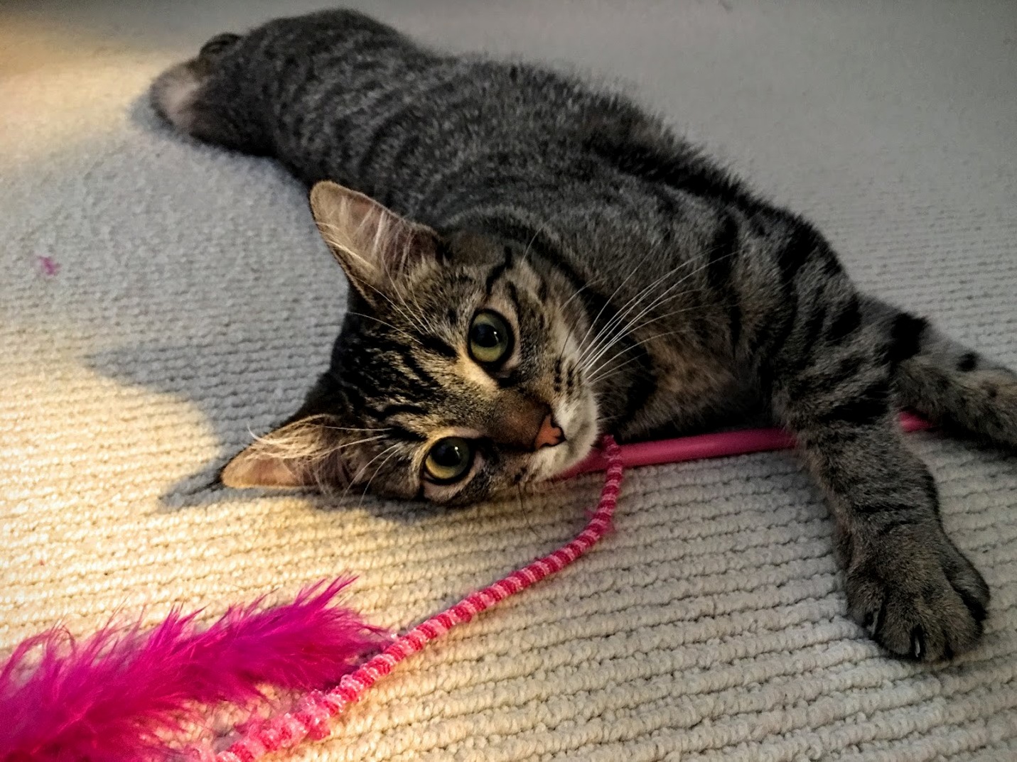 All That Cuteness Hides Even More Mischief...