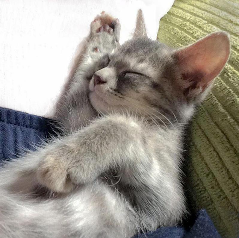 Am I Cute or What Foster Kitten Oliva