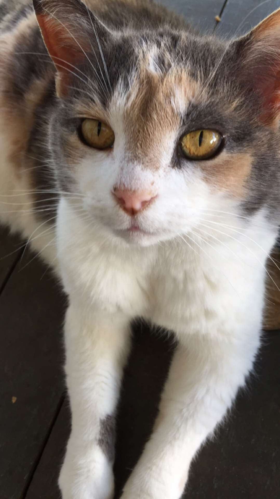 Annabelle Is a True Diva