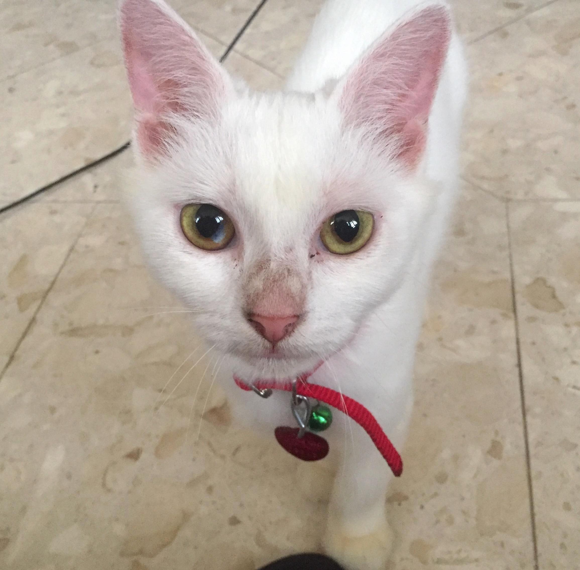 Anyone Ever Had a Cat with a White Spot in Their Eye More Info in Comments.