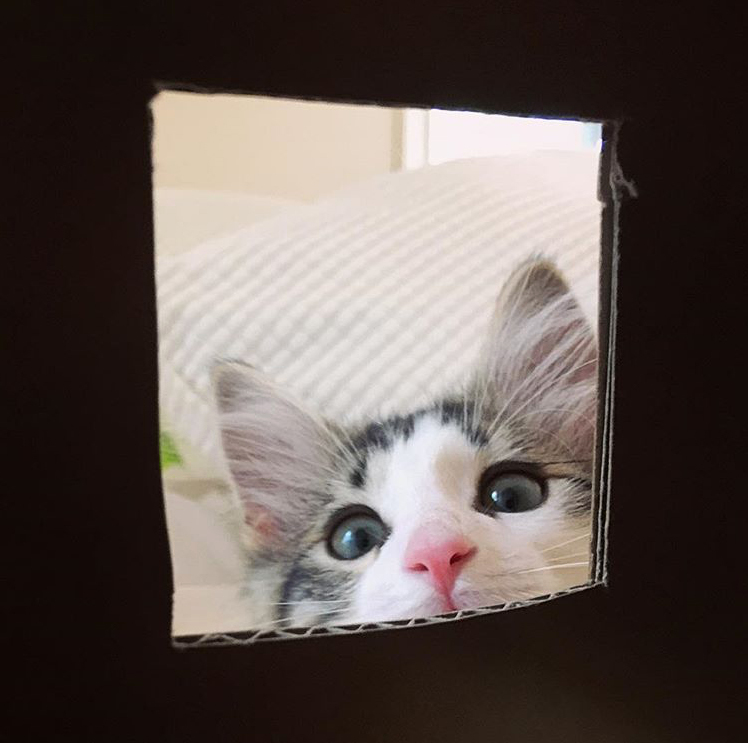 Anyone Home