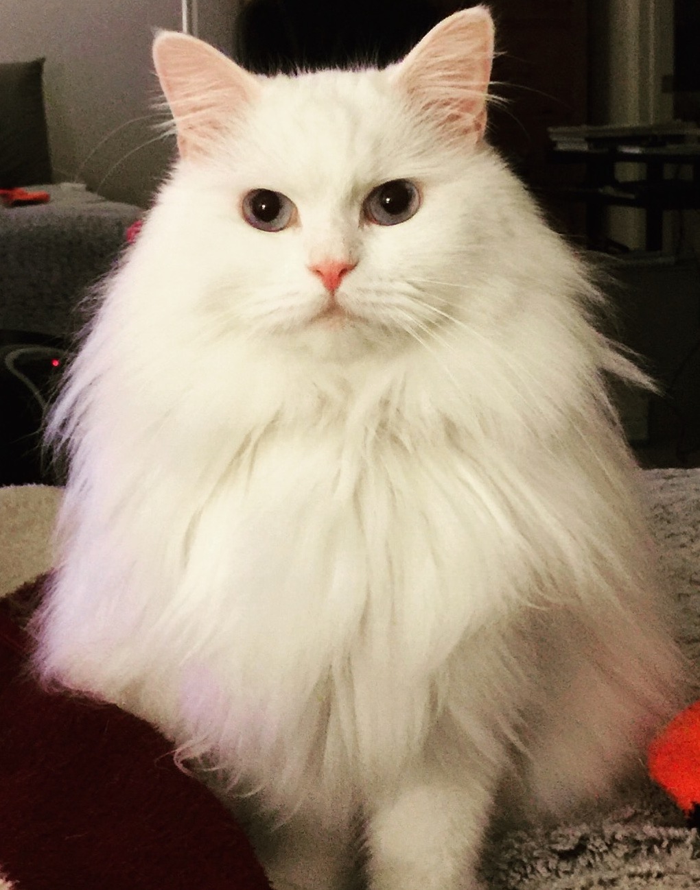 Anyone Know What Kind of Cat This Is His Name Is River