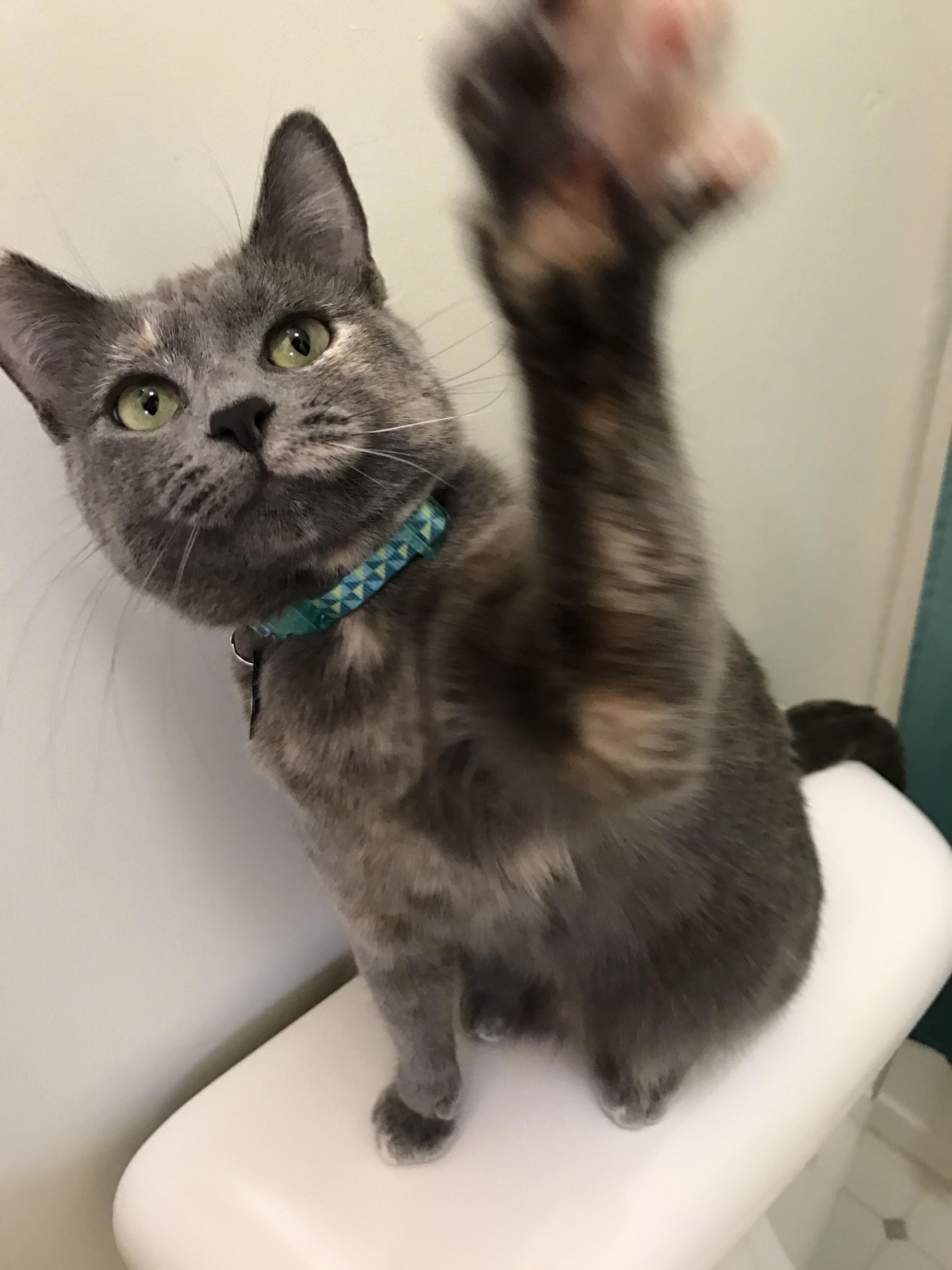 Arwen Is One Year Old Today and Very Mischievous.