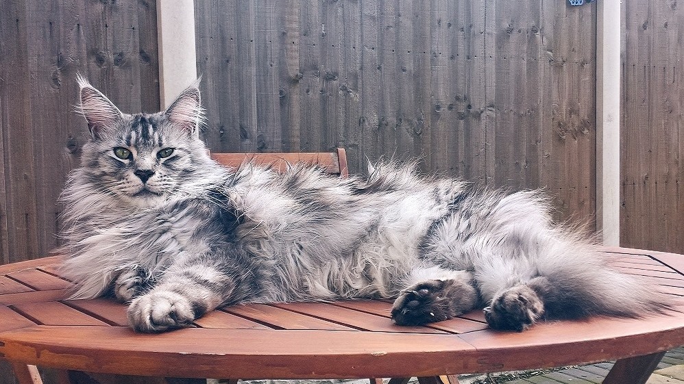 Autumn Chillin Lluan 4 Years-old Male Maine Coon