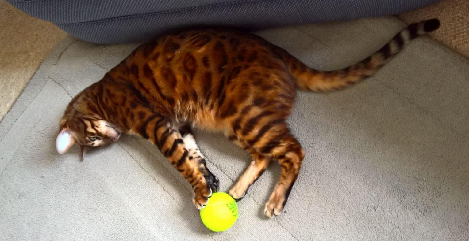 Ball Time