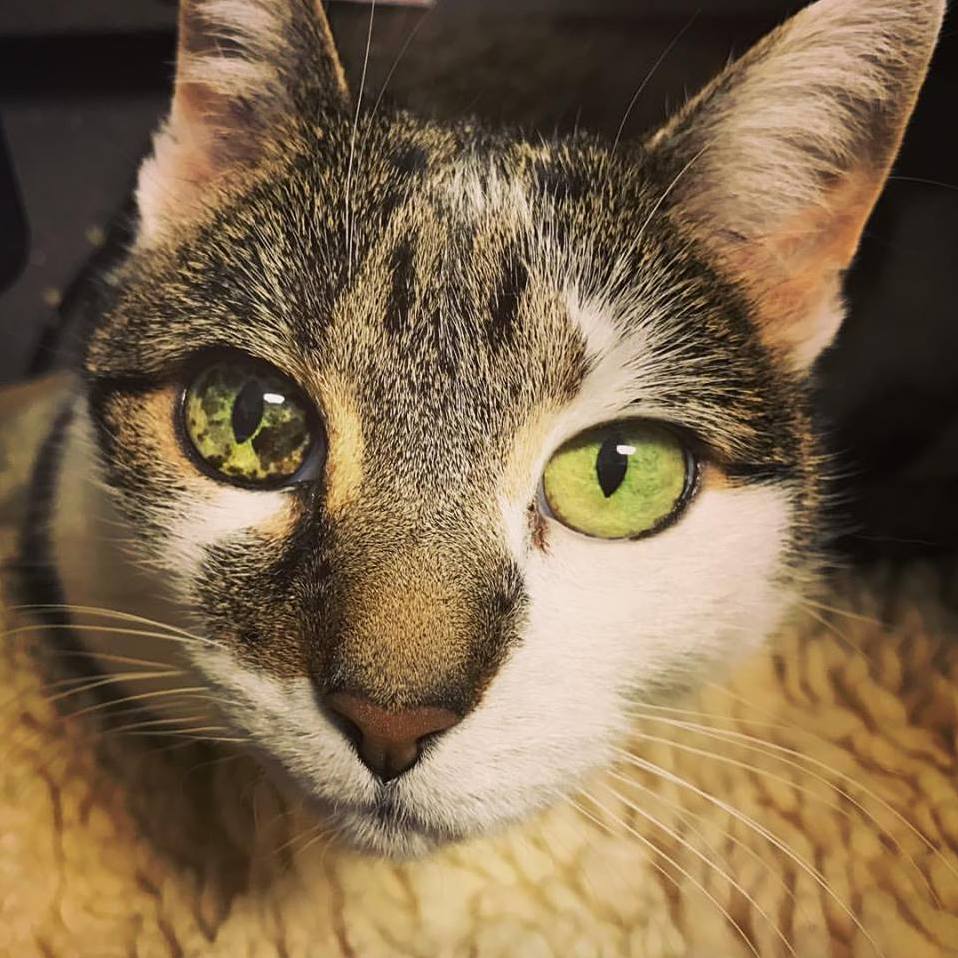 Beautiful Eyes