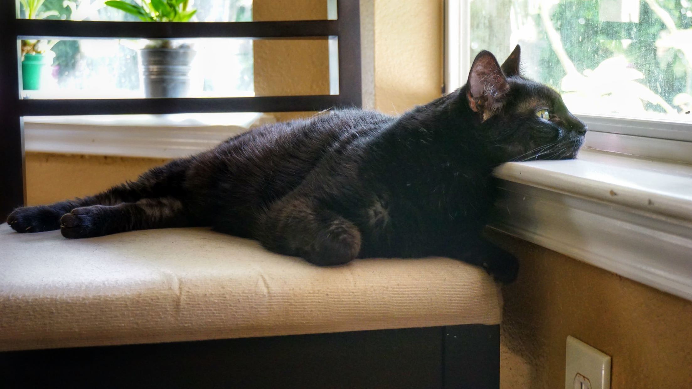 Beelzebub Is an Outside Cat Trapped in the Body of an Inside Cat...