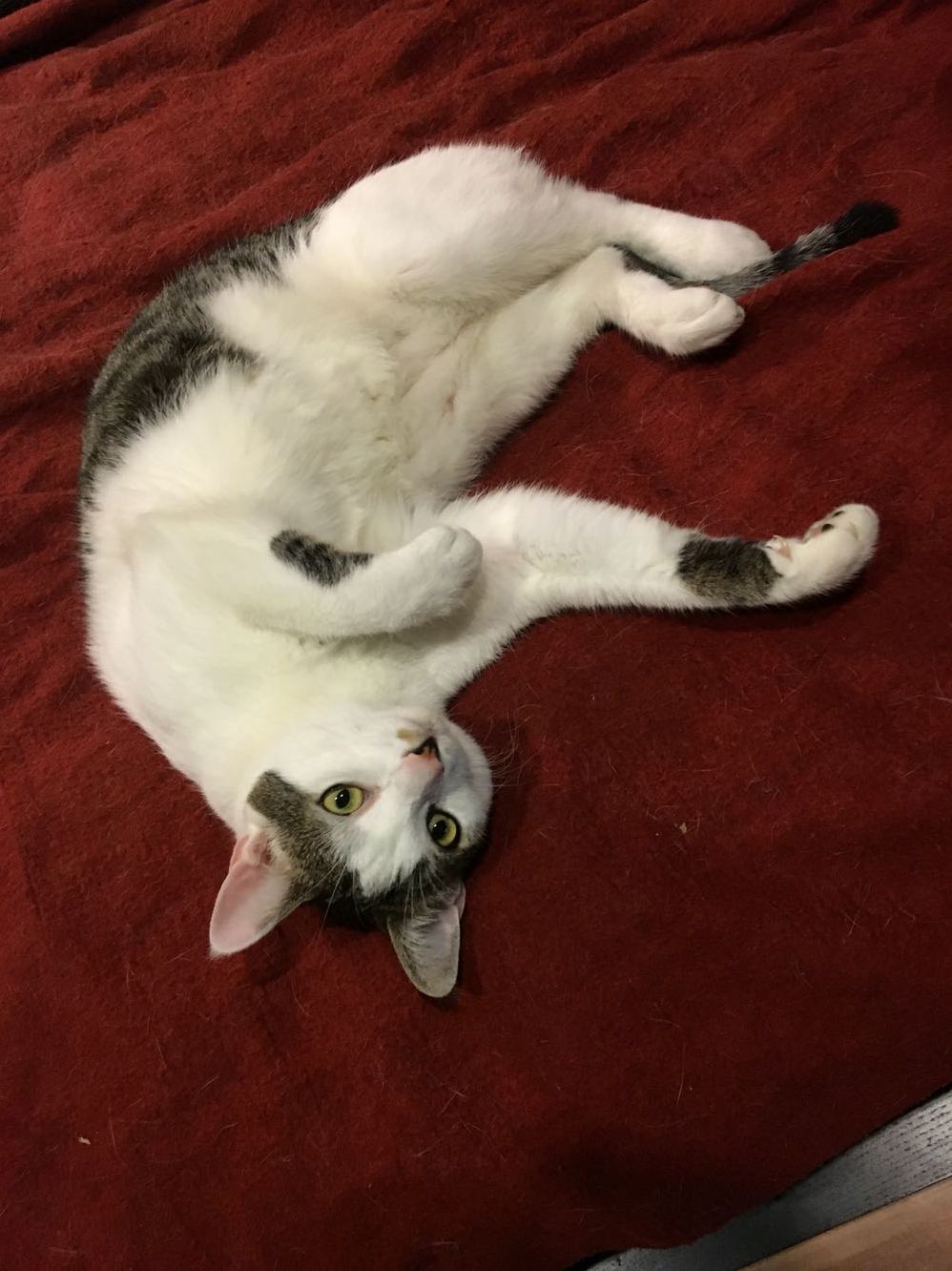 Been a Year Since Charlie Was Adopted