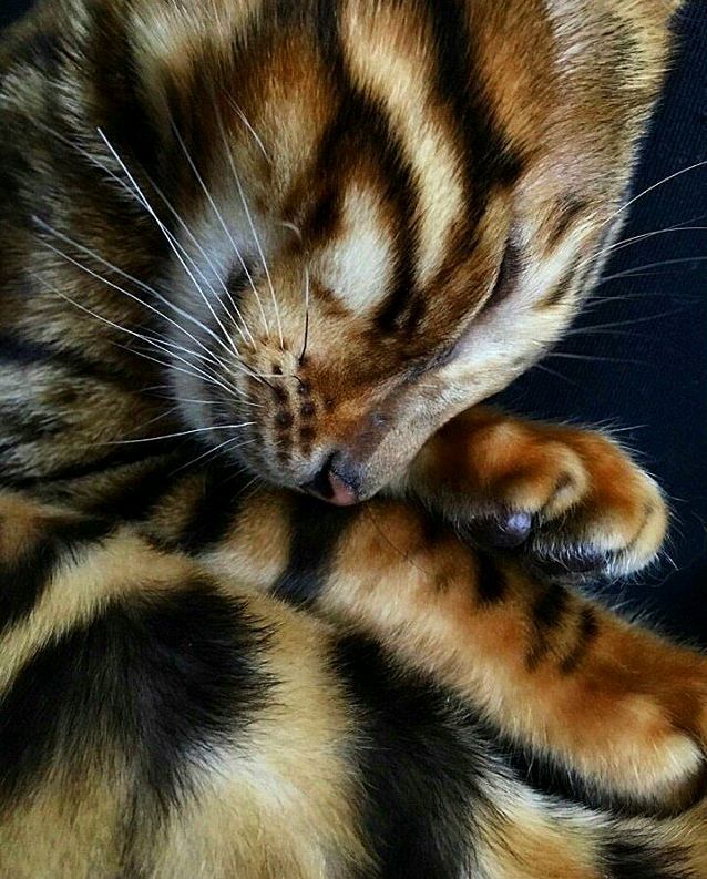 Bengal Ben