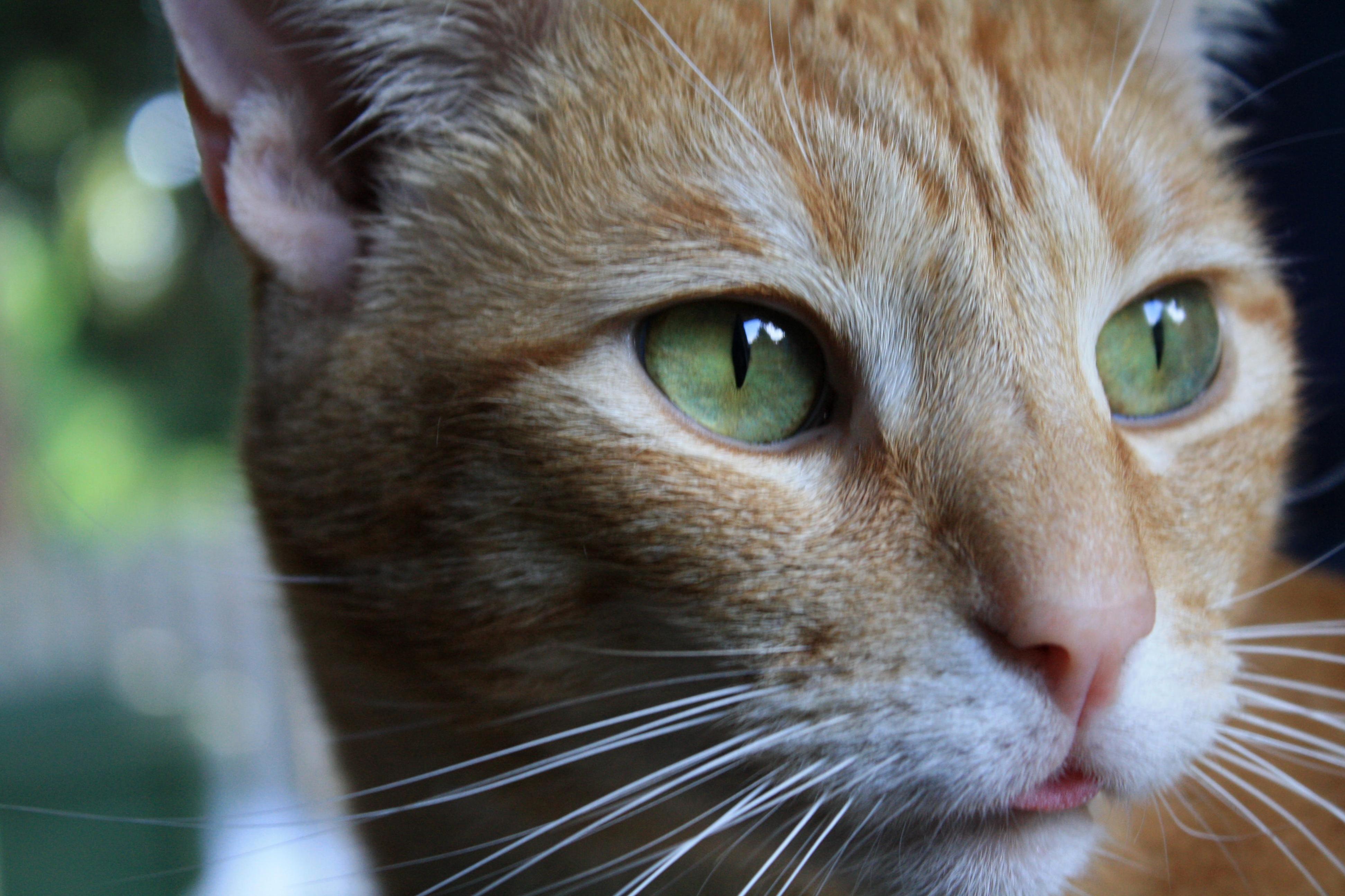 Blue Steel