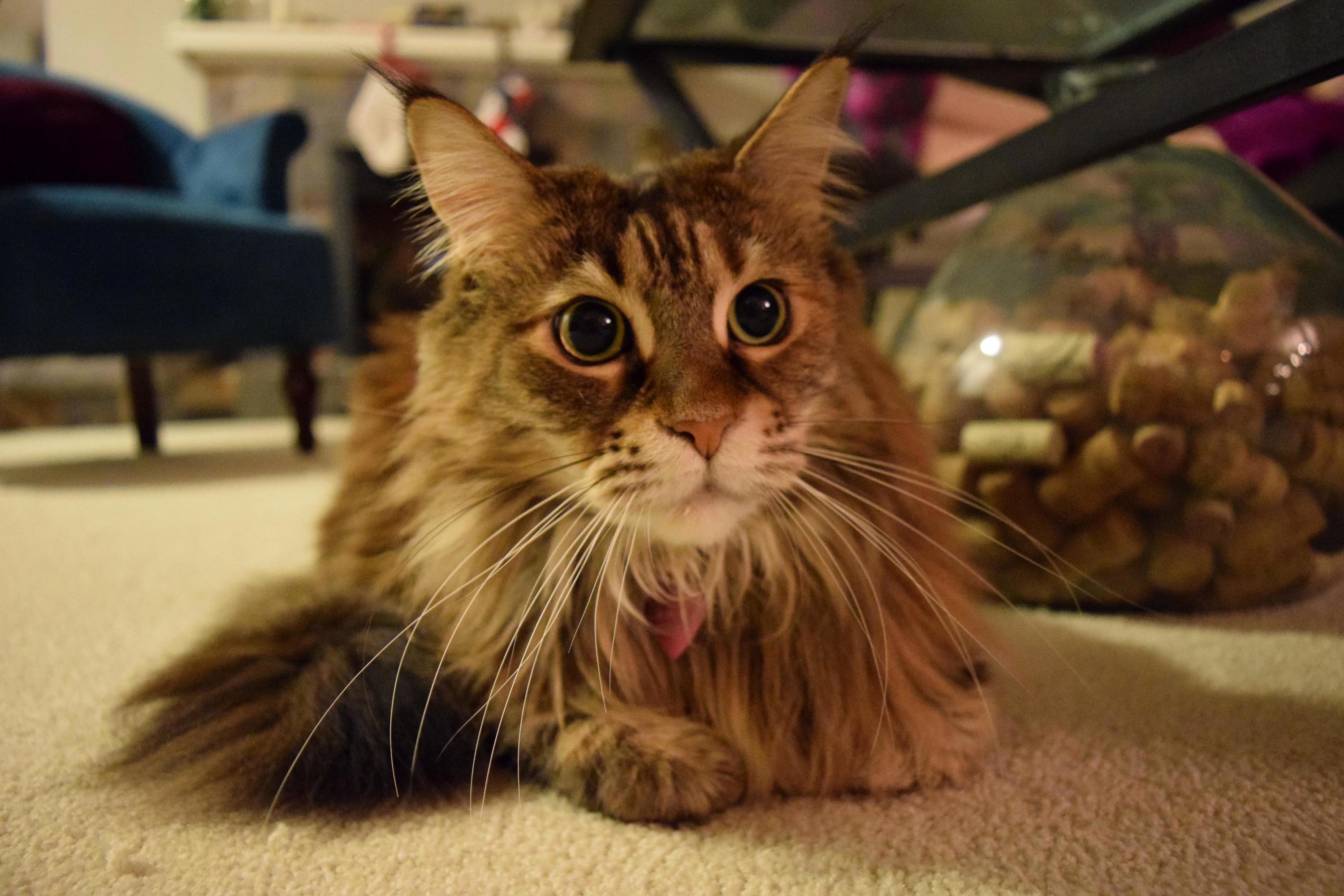 Bought a Dslr and This Was One of My First Shots - Meet Tayla.