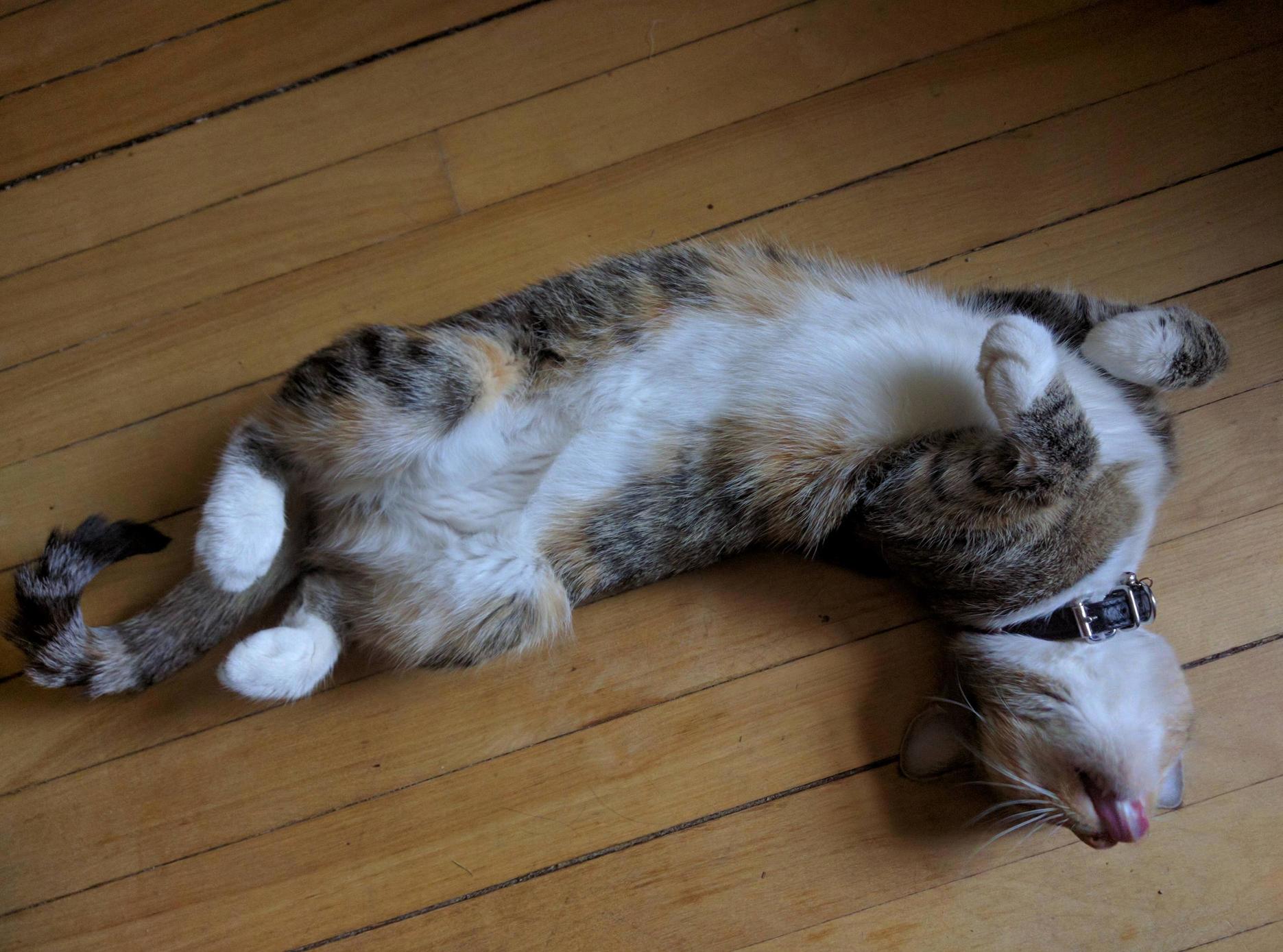 Brody Trying to Beat the Heat in Front of the Fan