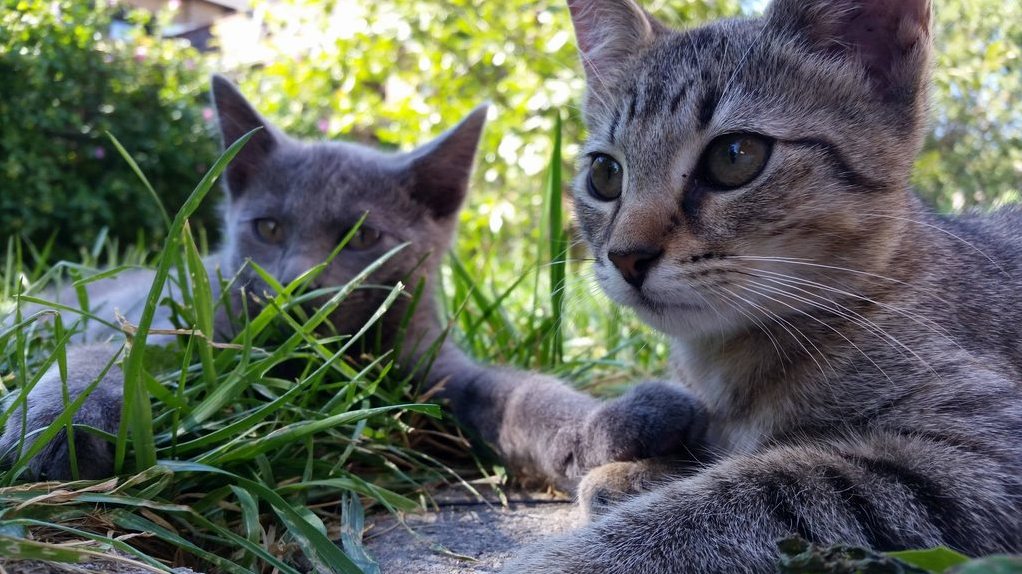 Brother and Sister