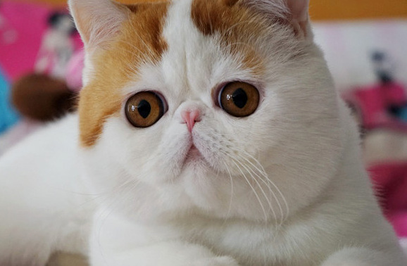 Brown Eyed Cat 3