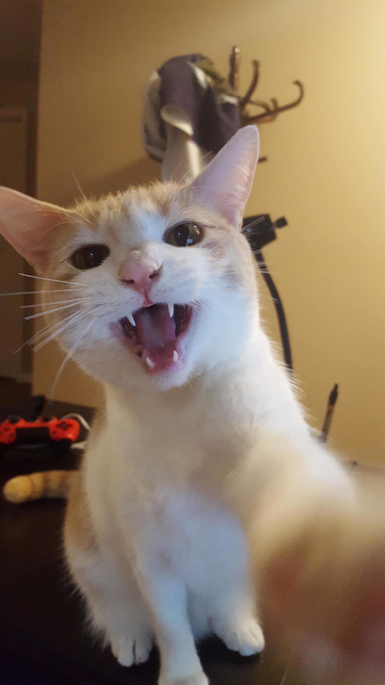 Calypso Gets Very Insistent When She Wants Attention