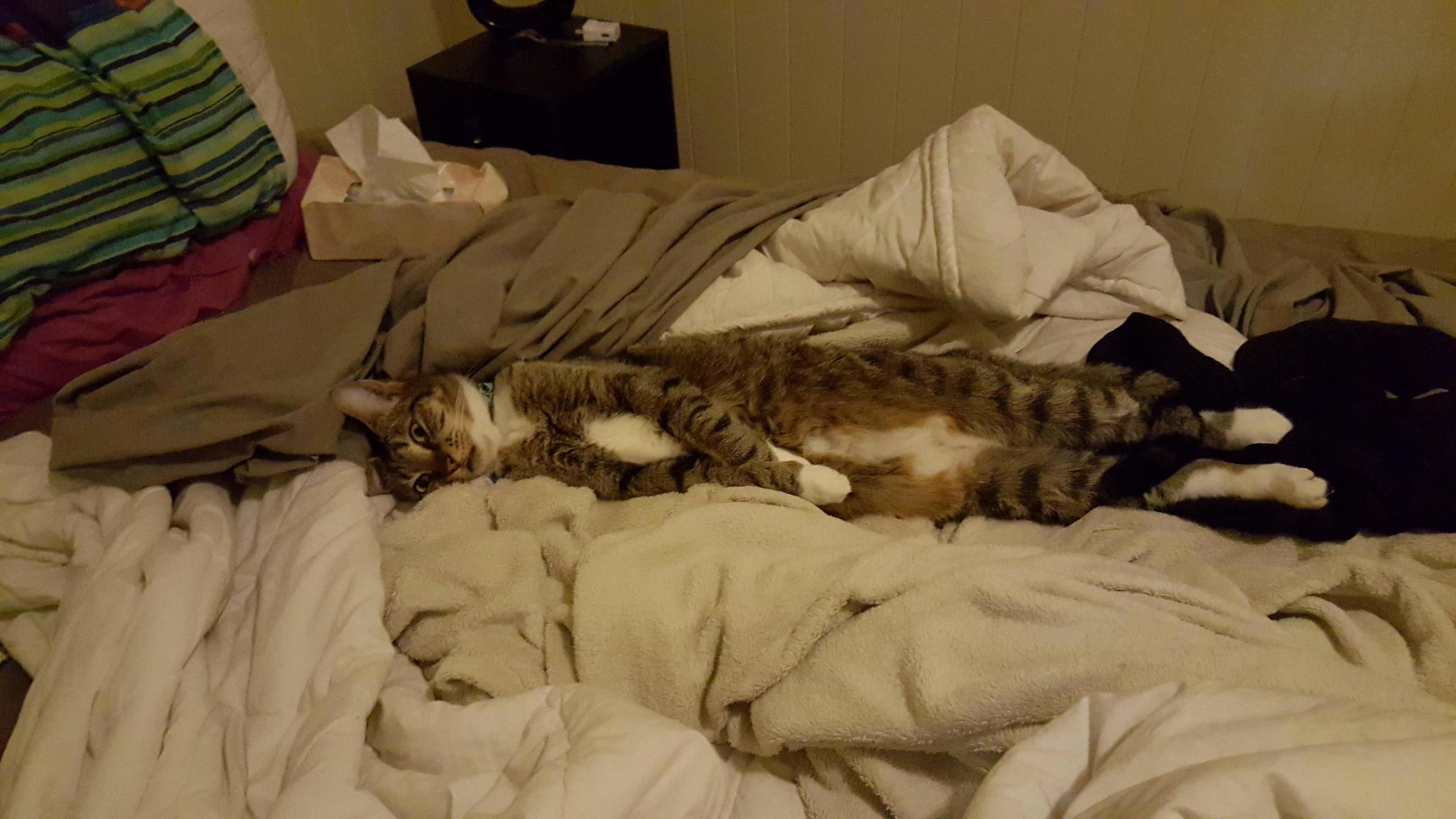 Came Home from Work Tonight to Find Her Having a Mild Existential Crisis