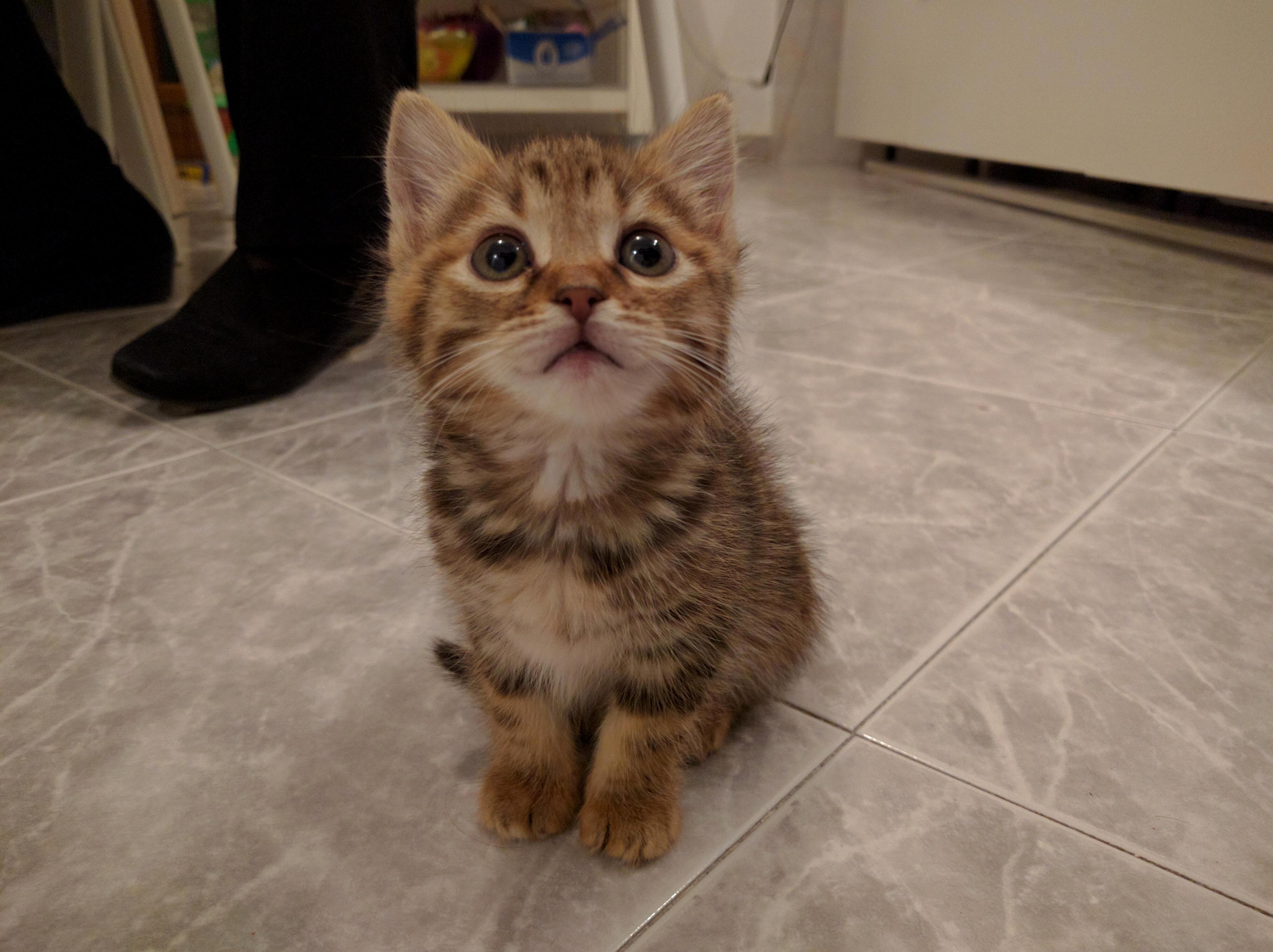 Can We Go to the Local Shelter Only a Quick Look Only a Quick Look.
