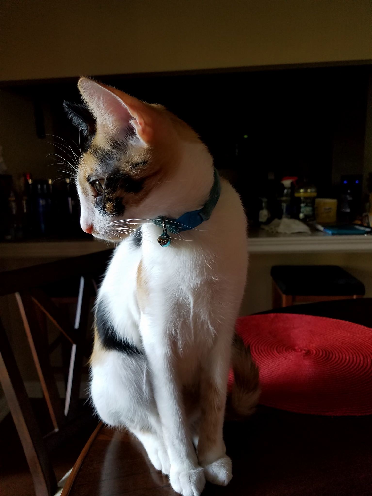 Cant Wait to See My Cat