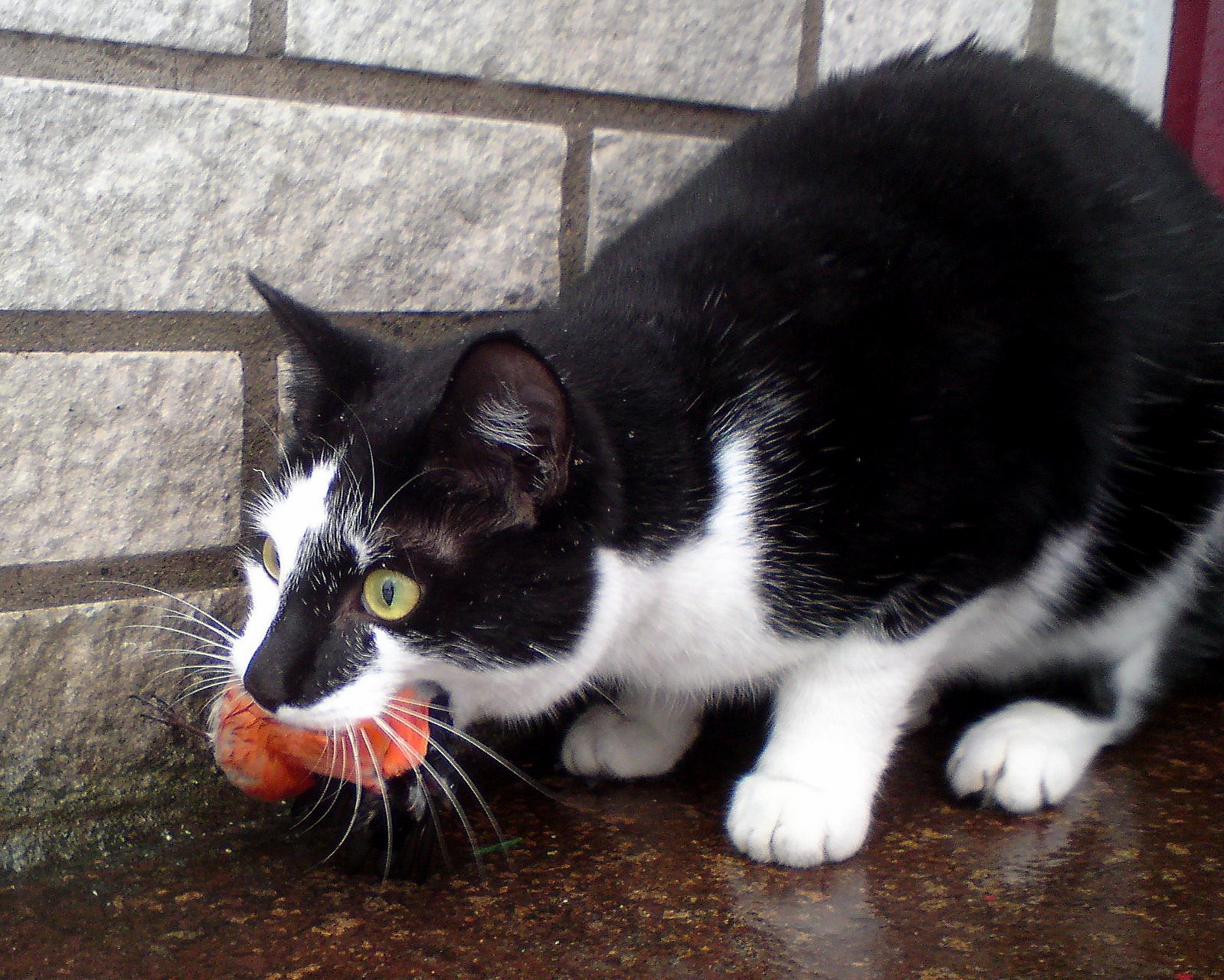 Cat Caught a Bullfinch