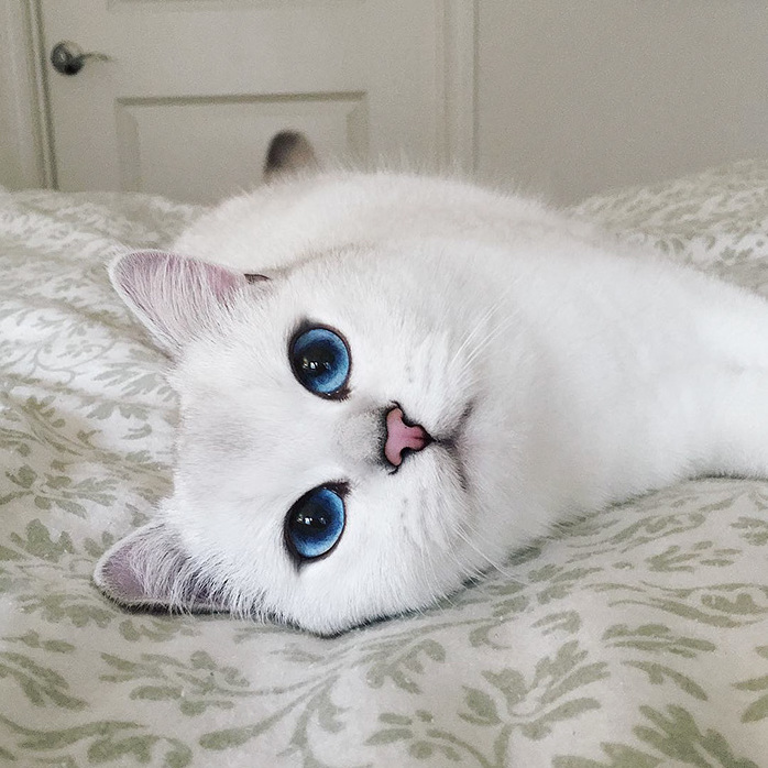 Cat Has the Most Beautiful Eyes Ever