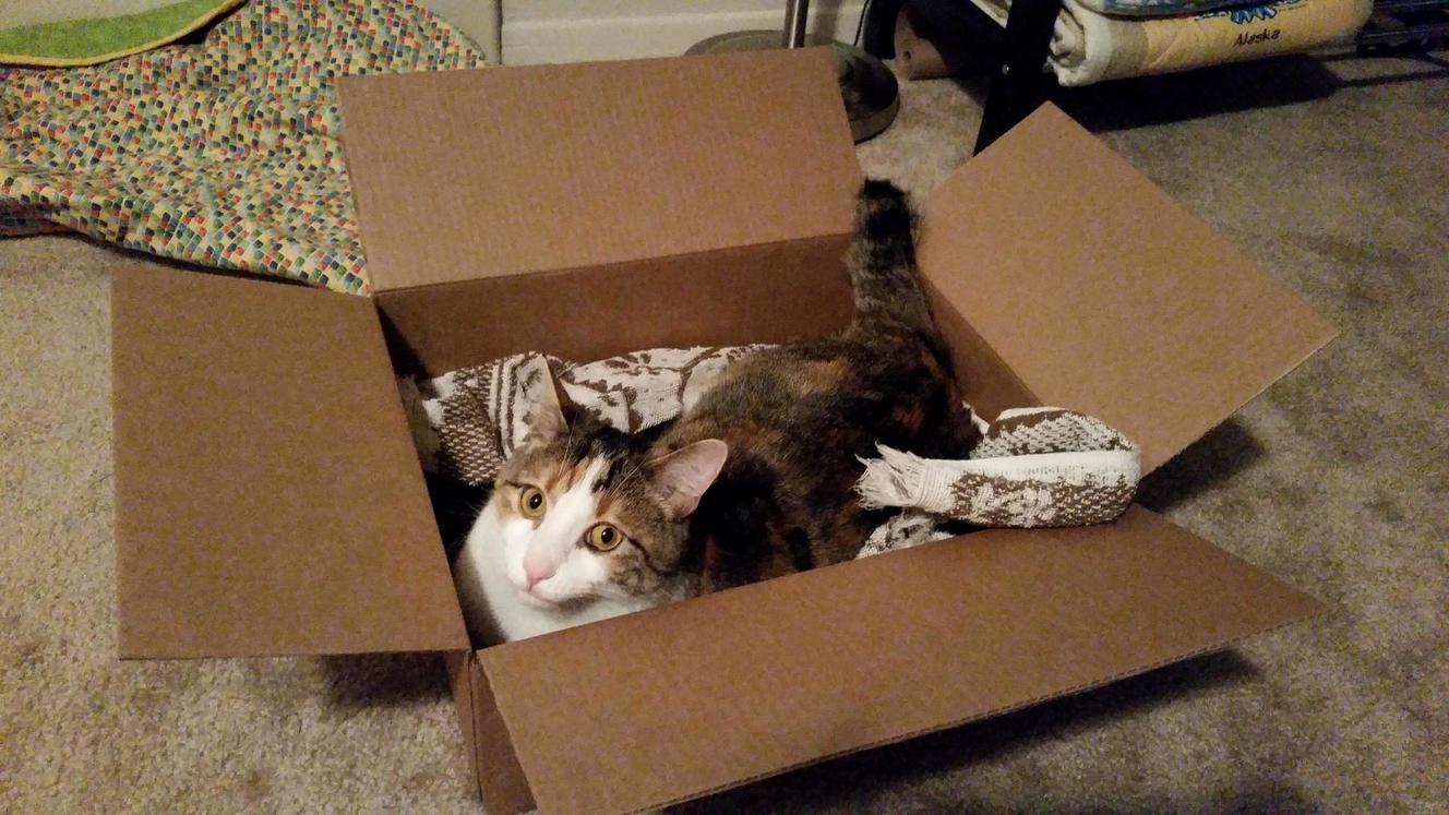 Cat in a Box