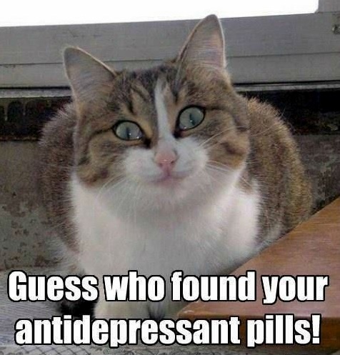 Cat Tries Happy Pills