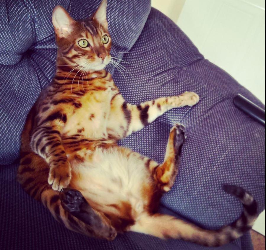 Cat Waiting for the Election Result Coming in