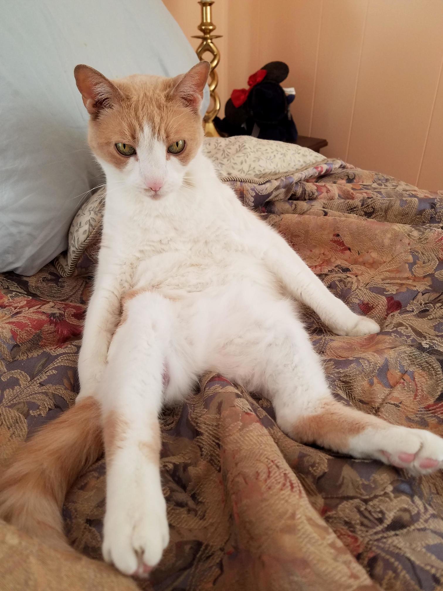 Cat.