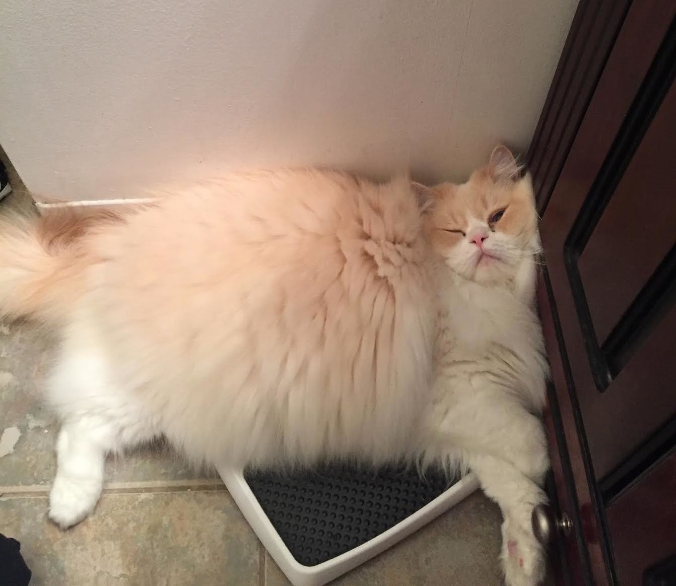 Cat.exe Has Crashed.