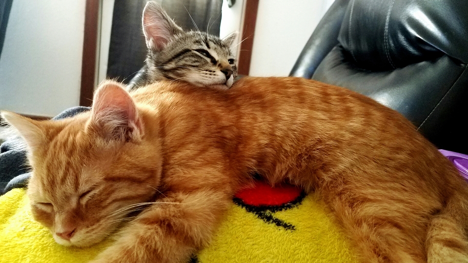Catbromance