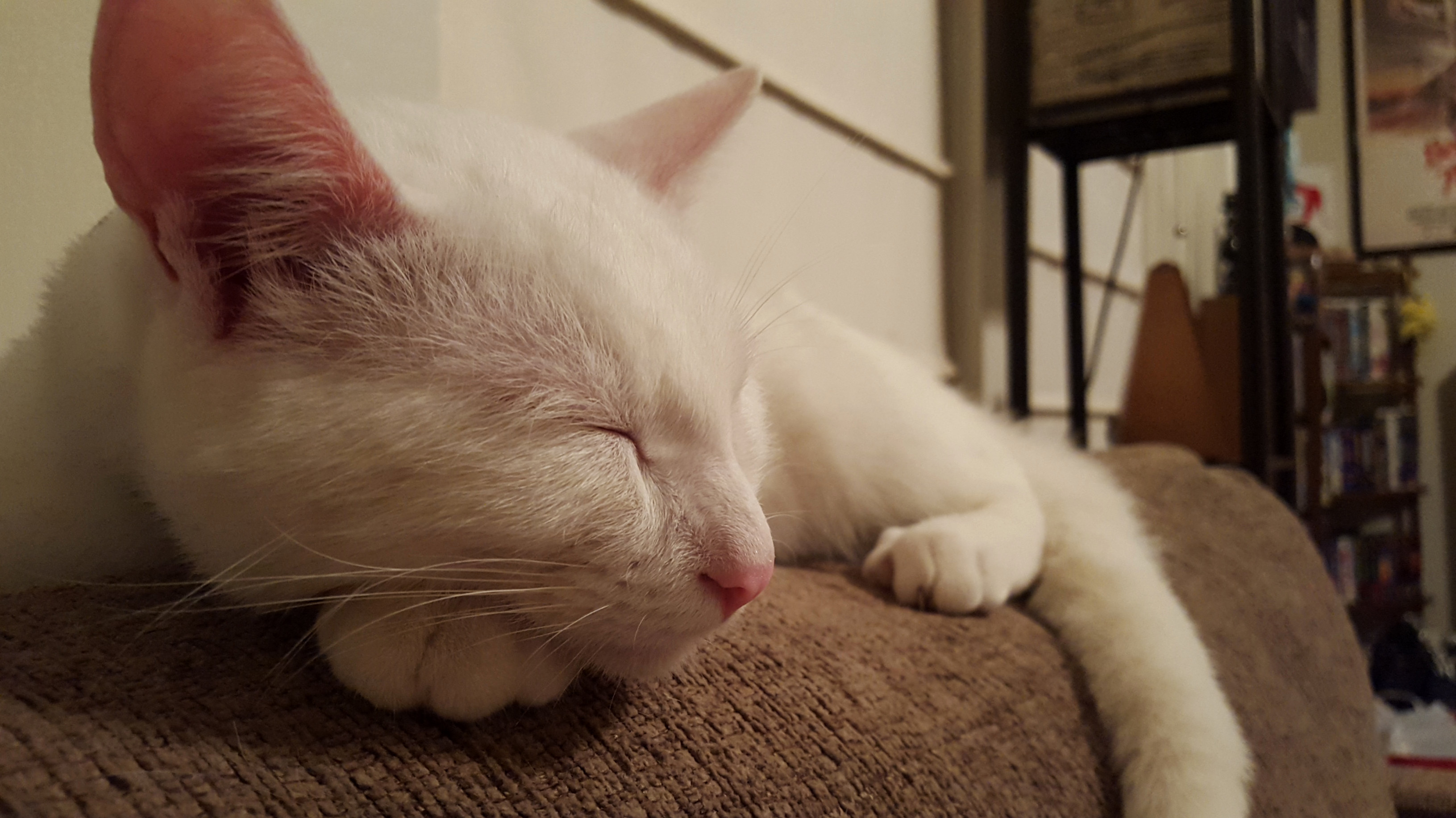 Catnap