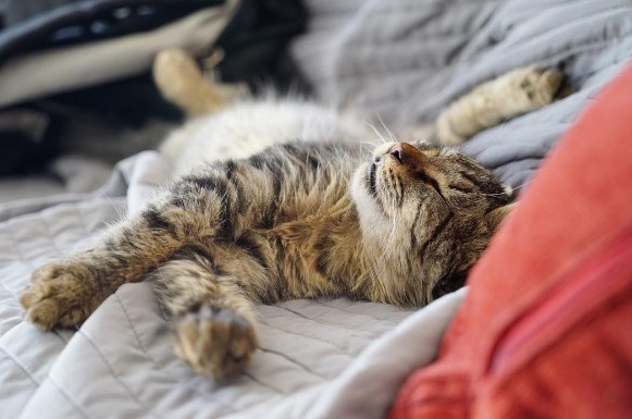 Cats Are Connoisseur of Comfort